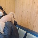 순풍동물병원 이미지