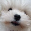 우보리