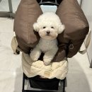 현대애견 | 더현대서울 크리스마스 솔직후기 / 더현대크리스마스 예약, 애견동반, 주차꿀팁 (해리의 크리스마스 공방)