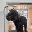 와니살롱 이미지