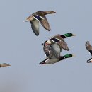 경향농장 이미지