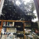 큰나무작은도서관 이미지