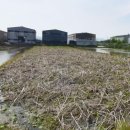 대구시 달성군 하빈면 봉촌리 자연녹지 창고.공장부지 공시지가 매매 이미지