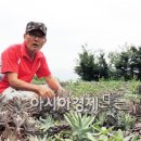 자연와송