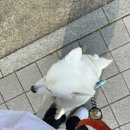 토리멍 이미지