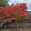 금정지 | 부산 범어사 단풍-기와 돌담길 포토존과 은행나무 고목, 부산 가을 단풍 명소