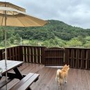 낮은굴뚝 애견펜션 이미지