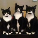 주니핸즈 | 대구 예복 최종계약 후기 "디바인핸즈" 맞춤정장 및 촬영예복 대여 가격