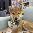 도그웨이살롱 이미지