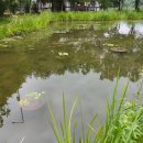 세미원 연꽃박물관 이미지