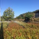 갈마목장 이미지