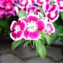 천주의성요한병원 이미지