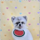 메리몰펫샵 이미지