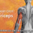 삼두근의 모양을 다듬고 근육 사이즈를 키워주는 - 원 암 덤벨 익스텐션(One Arm Dumbbell Extension) 이미지