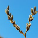 버들강아지 이미지