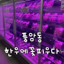 한우꽃 | 풍암동고기집 풍암동한우맛집 식육식당 한우에꽃피우다 내돈내산 후기