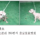 홍성군청(축산과) Daum카페