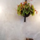 애니 앤 길버트 이미지