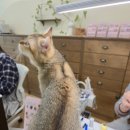 하이냥이 이미지