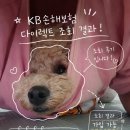 콜플랜 | KB펫보험 다이렉트 조회 후기, 강아지보험 플랜별 보험료·보장 비교