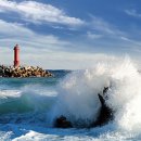 댕댕이,봄 이미지