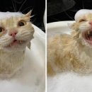 고양이 미용실 이미지