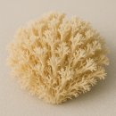 휴베이스우수약국 | 피로 회복의 절대 강자 “밸런스포텐시: 이뮨“ 꼼꼼분석 1탄(영양성분, HK표고버섯균사체, 옥타코사놀...