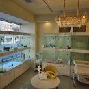 라이프독 강릉점 24시 강아지분양 고양이분양 이미지