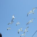 죽도(대섬) Daum카페