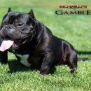 하이롤러 코리아 이미지