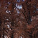 신대동 1-16번지 앞 | [국내여행] 대전가을명소 인생샷 스팟, 회덕 메타세쿼이아길·세천공원 200년 단풍나무 보호수 후기