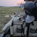 (합)코리아고속관광 | 4월의 자월도 애견동반 캠핑후기 (장골해변, 식당, 에어텐트)