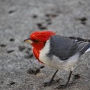 Red-Crested Cardinal _ ♪ Sky Walk/ Isao Sasaki 이미지