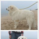 꼴통