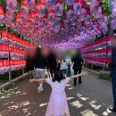 중화한의원 | 울산 장생포 수국축제 입장료 개화상황 고래문화마을 후기