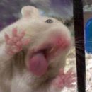 코마시스 이미지