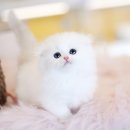 강남고양이분양 나비캣 이미지