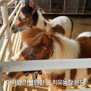 정서네농장 | 부산 기장 정관 치유농장 온담 토끼 먹이주기 체험 아이와 가볼 만한 곳