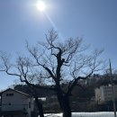 느티나무 | [동두천] 줄 서는 현지인 맛집 내돈내산 후기 ‘느티나무 바지락칼국수’