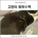 하트만동물병원 | 고양이 췌장염 피하수액 놓는 방법 , 사프라이 나치침 23g