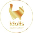 랙돌 캐터리 아이돌스(IDOLLS) 이미지