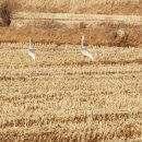 학여울길 이미지