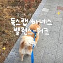 독스맘 | ​강아지하네스 추천 기도 압박 없는 독스랩 밸런스 워크 포인트 노터치 초경량 하네스