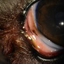 휴안과동물병원 이미지