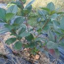 금동농장 이미지