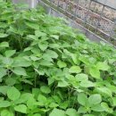 여주-1127 이미지