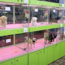 우쭈쭈 애견샵 이미지