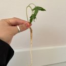 부부건어물 | 수협 활어직판장 <11호 부부 수산> 가성비 좋은 회...먹었어요~ + 미나 건어물 반건조 오징어 구매 후기!