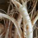 수삼랜드 이미지