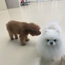 투게더 | [부천] 옥길동 강아지유치원 소수 정원으로 유치원, 호텔, 미용까지 <독투게더> 유치원 후기